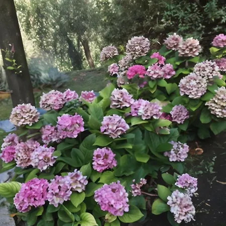 Seaside Between Portofino And Cinque Terre * Zoagli