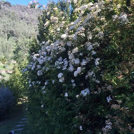 Seaside Between Portofino And Cinque Terre * Zoagli